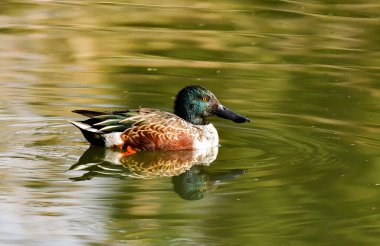 A Northern Shoveler Swimming in a Stagnate Lake clipart