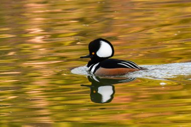 A Hooded Merganser Drake Swimming in a Golden Lake on a Winter Morning clipart