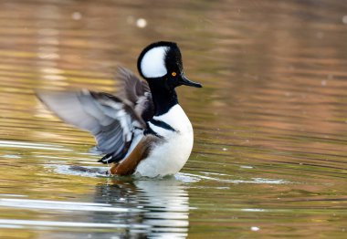 A Hooded Merganser Drake Stretching its Wings during a Morning Swim clipart