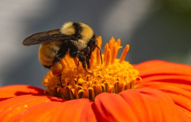 Bir Bumblebee Çiçeği Tozlaştırıyor