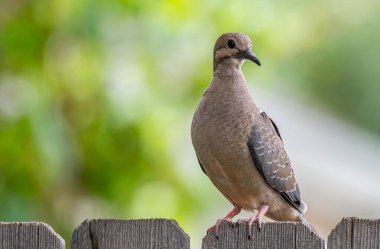 A Mourning Dove Fledgling after Leaving Nest clipart