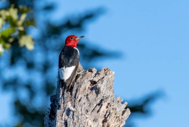 A Stunning Red-headed Woodpecker Pausing for a Photograph clipart
