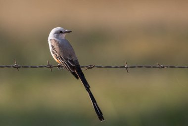 A Beautiful Scissor-tailed Flycatcher Perched on a Barbed Wire Fence During a Summer Evening on Oklahoma clipart