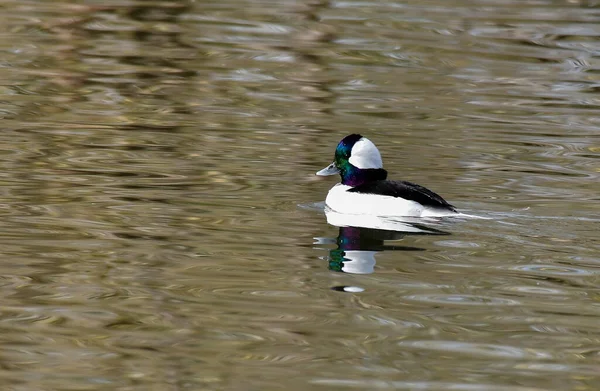 一只雄性水头鸭在湖上游泳 展示了它的白垩纪羽毛 — 图库照片
