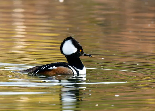 Hareng Capuchon Drake Nage Dans Lac Matin Hiver — Photo