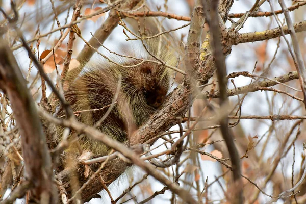 Porco Espinho Descansando Uma Árvore — Fotografia de Stock