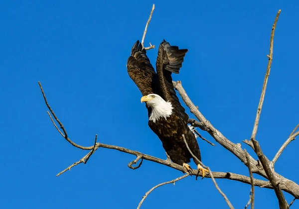 Aquila Calva Lanciata Volo — Foto Stock