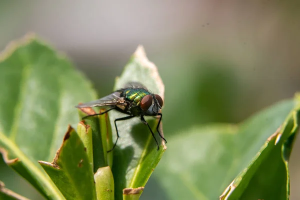 Common Housefly Foliage — Stock Photo, Image