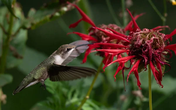 Koliber Szerokoogonowy Żywiący Się Nektarem Kwiatowym — Zdjęcie stockowe