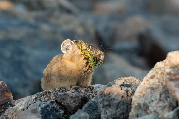 Una Pika Recolectando Alimentos Para Invierno —  Fotos de Stock