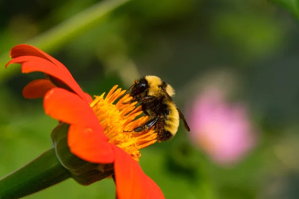 Bumblebee Una Flor Naranja Cerca — Foto de Stock
