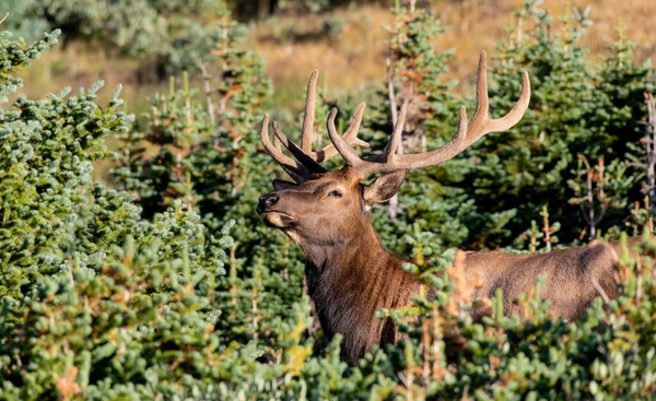 Large Bull Elk Roaming Mountainside Rocky Mountains — Stock Photo, Image