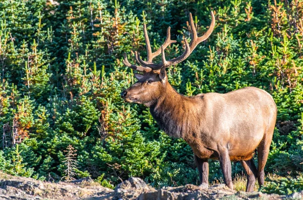 Large Bull Elk Sunny Morning Mountains Colorado — Stock Photo, Image