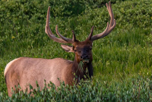 Large Bull Elk Velvet Antlers Lazily Grazing Grass Rocky Mountains — Stock Photo, Image