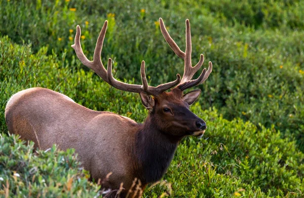 Large Bull Elk Roaming Mountainside Rocky Mountains — Stock Photo, Image