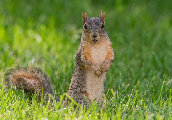 Urocza Wiewiórka Fox Sunny Yard — Zdjęcie stockowe