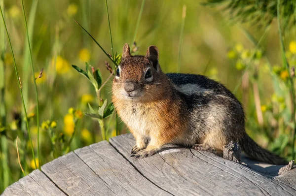 Adorabile Scoiattolo Dal Manto Dorato Posa Tronco Montagna — Foto Stock