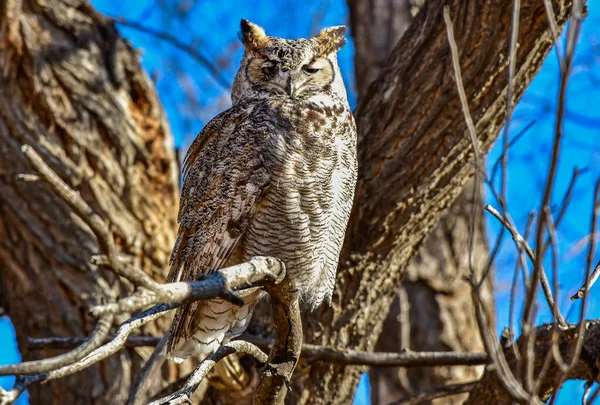 Great Horned Owl Wounded Eye Roosting Warm Sun — Stock Photo, Image