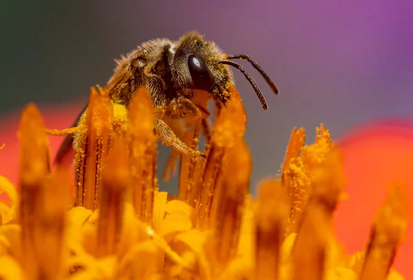 Makro Fotografia Pszczoły Miodnej Żywiącej Się Kwiatem Zbierającym Pyłkiem — Zdjęcie stockowe