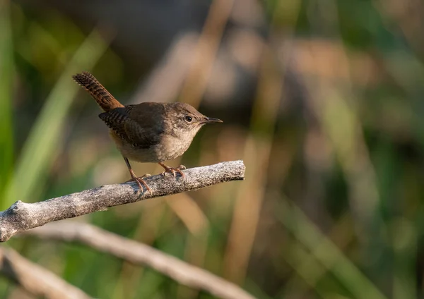 Dům Wren Usedl Větev Ranním Světle — Stock fotografie