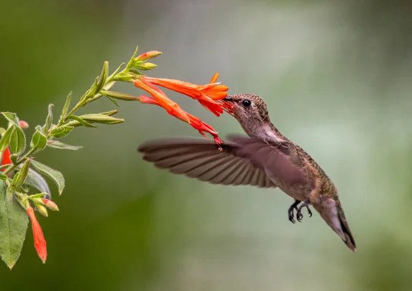 Geniş Kuyruklu Güzel Bir Sinekkuşu Çiçek Nektarıyla Besleniyor — Stok fotoğraf