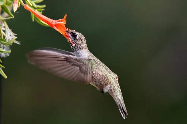 Ein Breitschwanzkolibri Ernährt Sich Von Blütennebel — Stockfoto