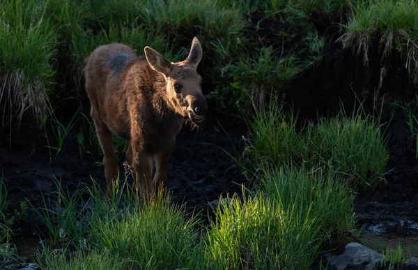 Adorable Moose Calf Roaming Mountains Colorado Beautiful Morning Sunshine — Stock Photo, Image