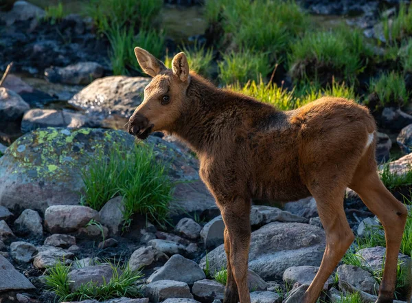 Adorable Moose Calf Roaming Mountains Colorado — Stock Photo, Image