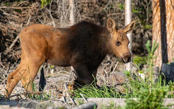 Adorable Moose Calf Roaming Mountains Colorado — Stock Photo, Image