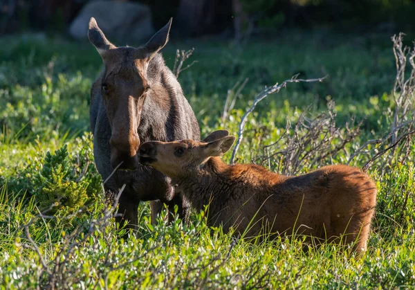 Moose Calf Loving Its Mother — Stock Photo, Image