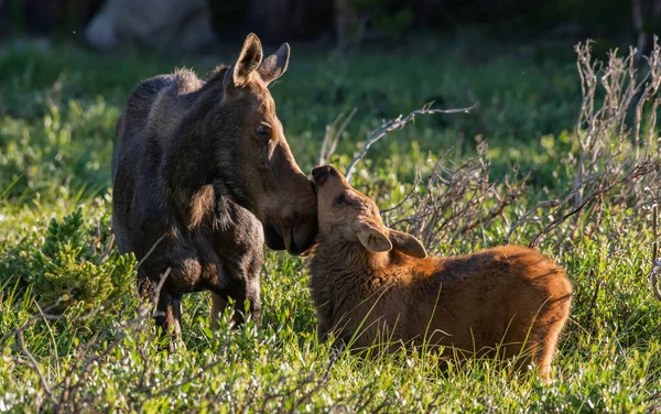 Affectionate Moose Mother Tending Her Calf — Stock Photo, Image