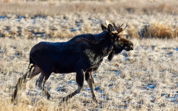 Young Moose Small Antlers Roaming Frosty Meadow Colorado — Stock Photo, Image