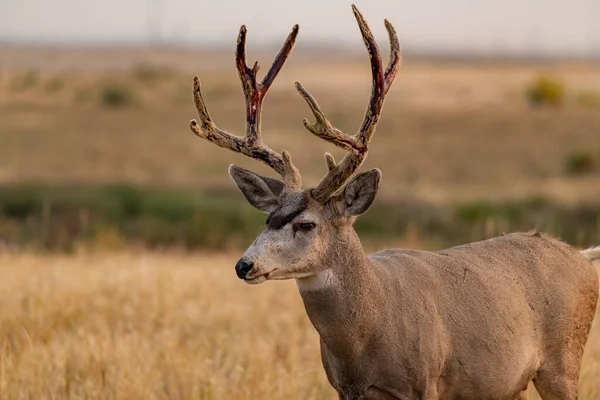 Een Ezel Hertenbok Die Zijn Geweien Afwerpt Vlakten Van Colorado — Stockfoto