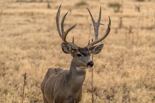 Een Ezel Hertenbok Late Herfst — Stockfoto