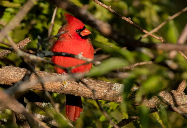 Northern Cardinal Perched Bush — Stock Photo, Image