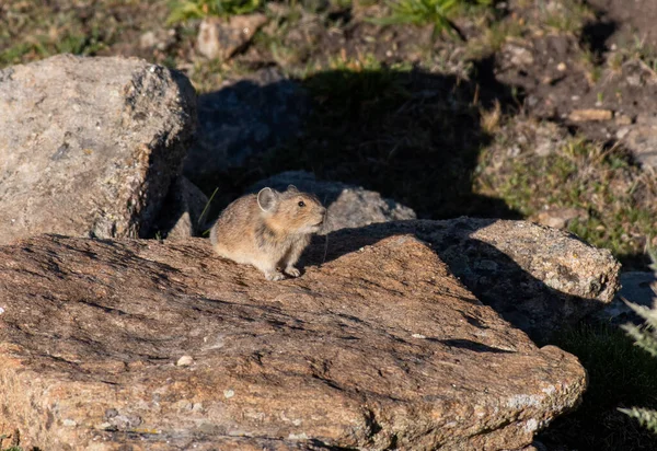 Una Pika Corriendo Por Montaña —  Fotos de Stock