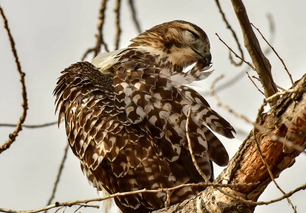 Ein Wunderschöner Rotschwanzfalke Der Sich Selbst Pflegt — Stockfoto