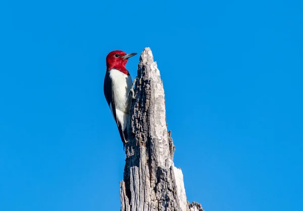 Stunning Red Headed Woodpecker Pausing Photograph — Stock Photo, Image