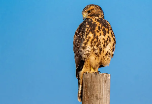 Beautiful Red Tailed Hawk Perched Fence Post Summer Morning — стоковое фото