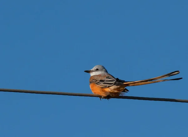 Scissor Tailed Flycatcher Sedící Telefonním Drátu Pláních — Stock fotografie