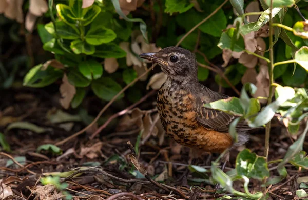 Robin Fledgling Americano Riposa Terra Dopo Volo Prova — Foto Stock