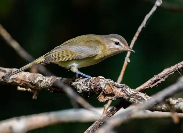 Krásný Bublající Vireo Větvi Hledající Potravu — Stock fotografie