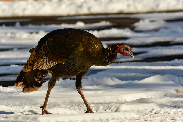 Une Turquie Sauvage Recherche Nourriture Dans Neige — Photo