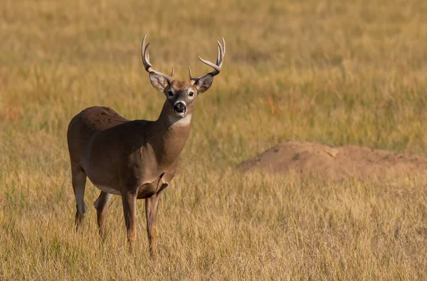 Een Grote Witstaarthertenbok Prairie — Stockfoto