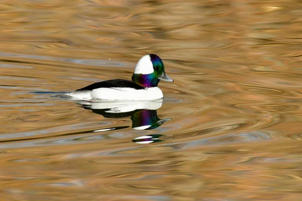 Mężczyzna Bufflehead Kaczka Pływanie Jeziorze Pokazuje Jego Opalizujące Pióra Obrazy Stockowe bez tantiem