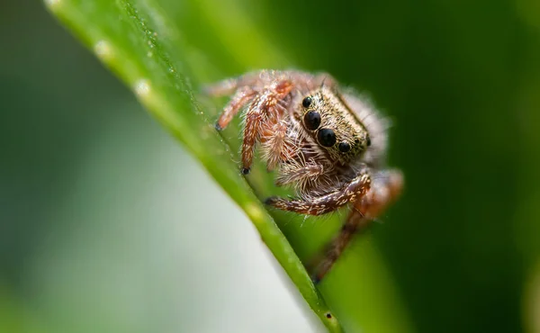 Uroczy Tan Jumping Spider Pozowanie Krzaku Zdjęcie Stockowe