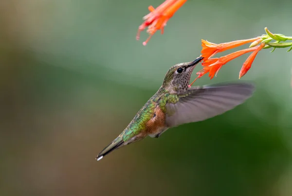 Koliber Szerokoogonowy Żywiący Się Nektarem Kwiatowym Zdjęcia Stockowe bez tantiem