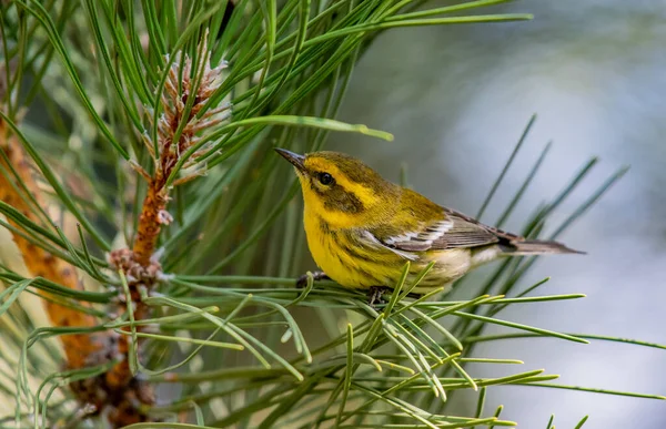 Uroczy Warbler Townsend Szuka Pożywienia Sosnie Obrazy Stockowe bez tantiem