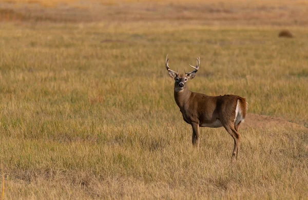 Een Grote Witstaarthertenbok Prairie — Stockfoto