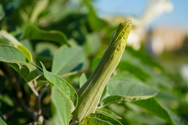 Unopened Bud Datura Flower Background Rich Green Foliage — Stock Photo, Image